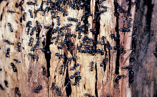 Carpenter Ants Infestations AweSome Pest