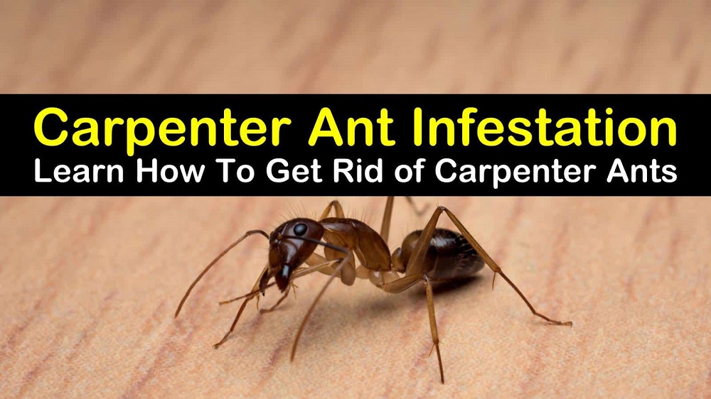 Carpenter Ants Infestations AweSome Pest